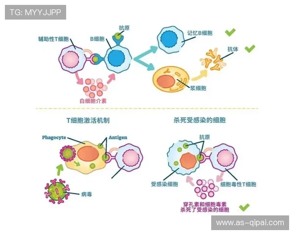 全面解析TBET:其在免疫调节与疾病中的关键作用 全面解析TBET:其在免疫调节与疾病中的关键作用